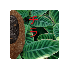 CraneandTurtle Boy_20251205020727