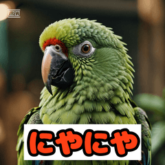 Cheerful Parakeet Stickers