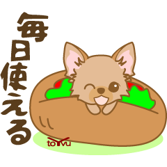 WANKOBIYORI(chihuahua)5