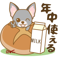 WANKOBIYORI(chihuahua)7