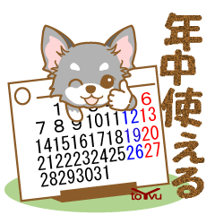 WANKOBIYORI(chihuahua)6