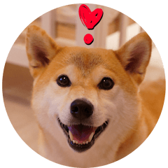 ชิบะอินุใบไม้เปลี่ยนสี8