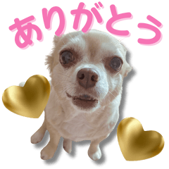 Fochan the Cute Chihuahua