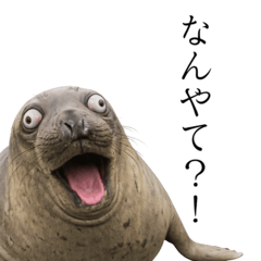 Funny Kansai Animals: Meme Reactions