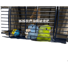 阿法與貝塔 第一彈