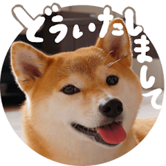 Shiba inu momi9
