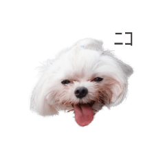 wasabi the lovely dog