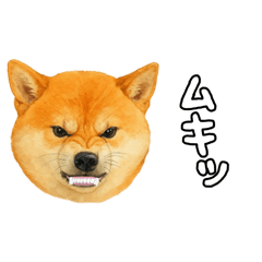 oyashirazu800_20251208131019