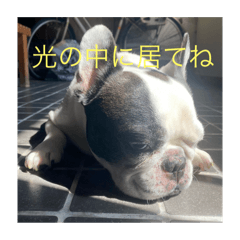 hachi_20251206232105