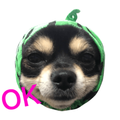 PINOPALU of a long coat chihuahua.