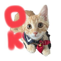 sumomo_20251208212556