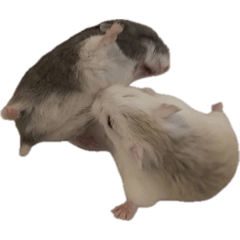 Sakura_20251208215712