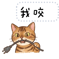 豹貓萌主駕到2！