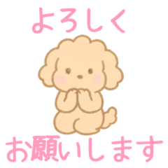 funwari poodle(brown)