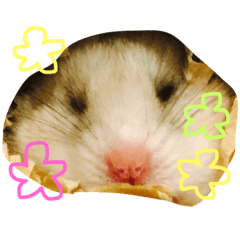hamster.2