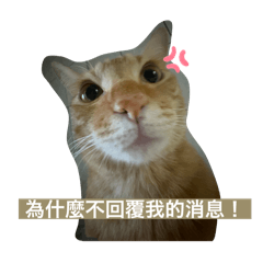 我們家可愛的貓咪