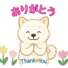 秋田犬の子犬ハチ 毎日のやさしい日常会話