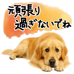 The Thoughtful Golden Retriever