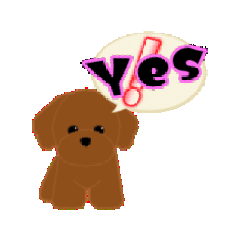 トイプードル(３色)が動いてアピールします