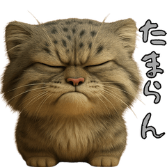 Sulky Pallas Cat