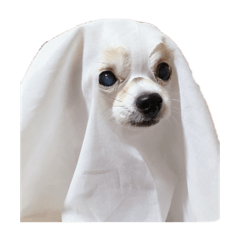 kurumi_20251208222815