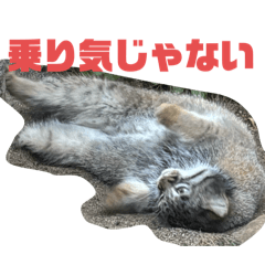 kazoo_20251209000811