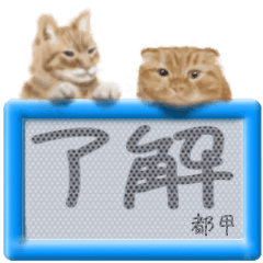 Tokou's real fluffy cat