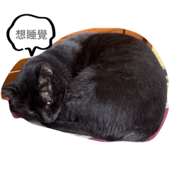 奇奇貓咪(東光)