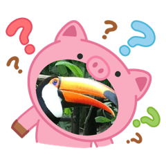 可愛的巨嘴鳥圖案