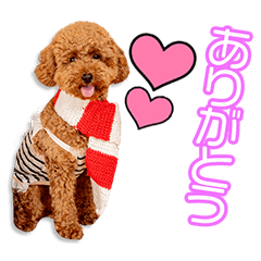 桑田家のモコちゃん