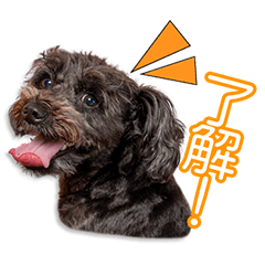 中村家のココちゃん