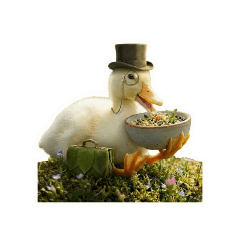 Duckie ver.1.1
