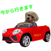 toy  poodle marron