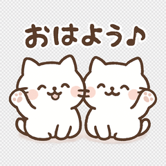 Cute twin white kittens