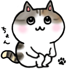 Calico cat Marie's daily life