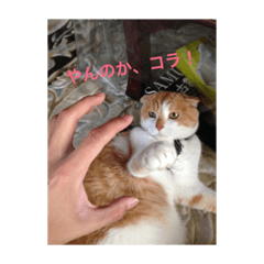 Dear Cherry