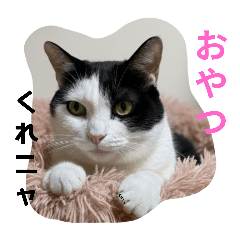 kyo_necosuki_20251209062249