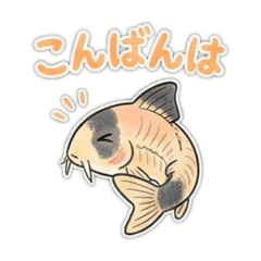 Relaxed Corydoras for Family Chat