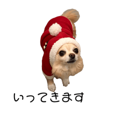 チわわわの日常