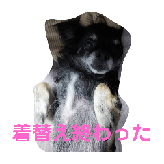 woody_20251209115257