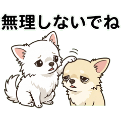 Chihuahua Siblings: Caring Stickers