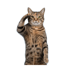 【いろんなポーズ猫】