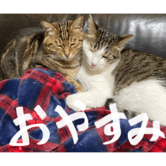 kimukimu_20251209141916