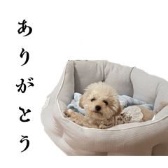 hikari_20251209161702