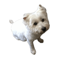 狗狗狗狗狗狗！