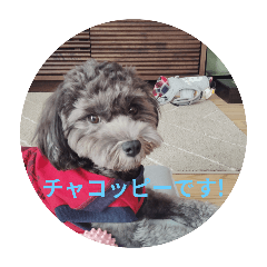 hacha_20251209185731