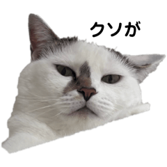 nonchan_20251209201208