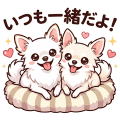 The Daily Life of Chihuahua Siblings