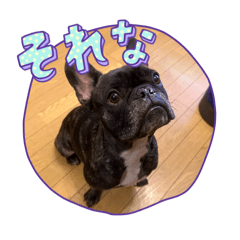 my french bulldog Boo