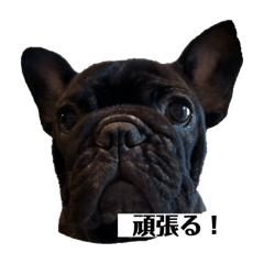 French bulldog family  No.2